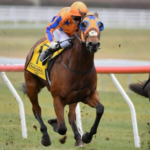 online horse betting for Kiwis