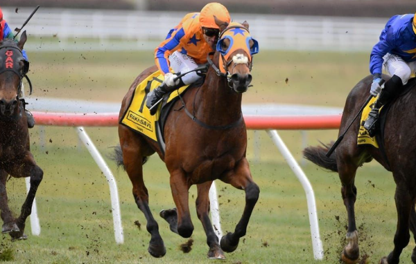 online horse betting for Kiwis