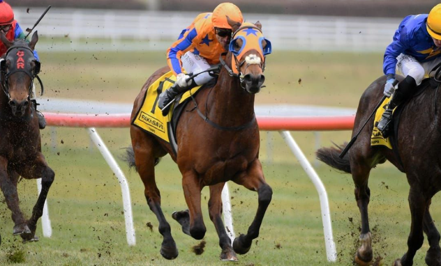 online horse betting for Kiwis
